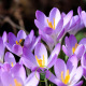 Crocus de fermiers (Crocus tommasinianus)