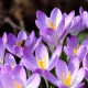 Crocus de fermiers (Crocus tommasinianus)