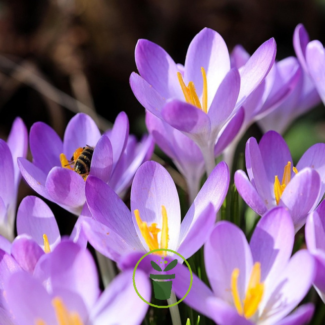 Crocus de fermiers (Crocus tommasinianus)