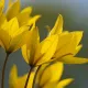Tulipes des bois (Tulipa sylvestris)