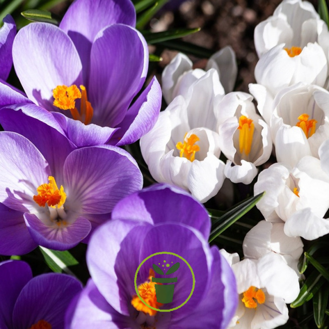 Crocus mélange bleu et blanc - 10 bulbes