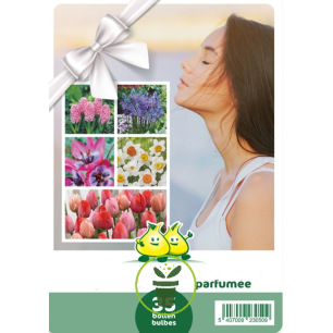 Mélange de bulbes à fleurs parfumées – 35 bulbes