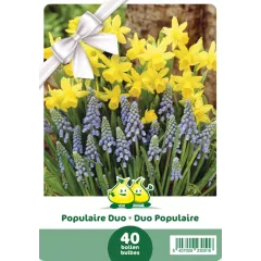 Mélange de bulbes Duo Populaire – 40 bulbes