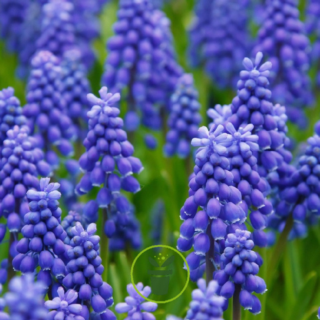 Muscari armeniacum Muscari armeniacum