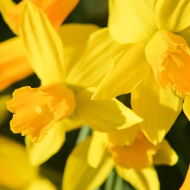 Narcisses Tête à Tête 