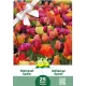 Tulipes en mélange de couleurs – 25 bulbes