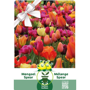 Tulipes en mélange de couleurs – 25 bulbes