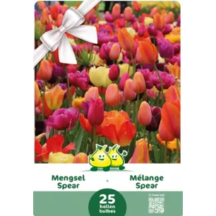 Tulipes en mélange de couleurs – 25 bulbes