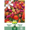 Tulipes en mélange de couleurs – 25 bulbes