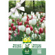 Mélange de Tulipes et Narcisses Breughel – 25 bulbes Mélange de Tulipes et Narcisses Breughel – 25 bulbes