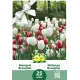 Mélange de Tulipes et Narcisses Breughel – 25 bulbes