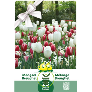 Mélange de Tulipes et Narcisses Breughel – 25 bulbes