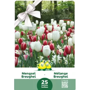 Mélange de Tulipes et Narcisses Breughel – 25 bulbes