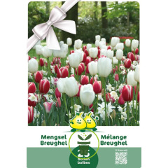 Mélange de Tulipes et Narcisses Breughel – 25 bulbes Mélange de Tulipes et Narcisses Breughel – 25 bulbes