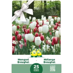Mélange de Tulipes et Narcisses Breughel – 25 bulbes