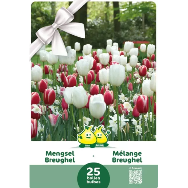 Mélange de Tulipes et Narcisses Breughel – 25 bulbes