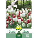 Mélange de Tulipes et Narcisses Breughel – 25 bulbes