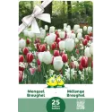Mélange de Tulipes et Narcisses Breughel – 25 bulbes
