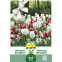 Mélange de Tulipes et Narcisses Breughel – 25 bulbes