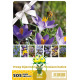 Mélange de bulbes SOS Abeilles à floraison hâtive – 70 bulbes Mélange de bulbes SOS Abeilles à floraison hâtive – 70 bulbes
