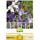 Mélange de bulbes SOS Abeilles à floraison hâtive – 70 bulbes