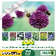 Mélange de bulbes SOS Abeilles à floraison tardive – 70 bulbes
