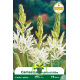 Camassia leichtlinii Blanc – 2 bulbes Camassia leichtlinii Blanc – 2 bulbes