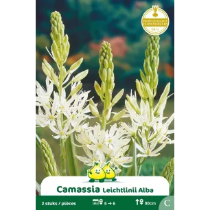 Camassia leichtlinii Blanc – 2 bulbes