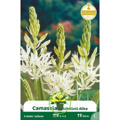 Camassia leichtlinii Blanc – 2 bulbes Camassia leichtlinii Blanc – 2 bulbes