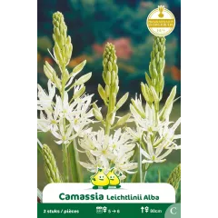 Camassia leichtlinii Blanc – 2 bulbes