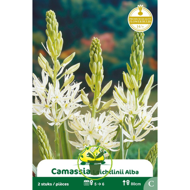 Camassia leichtlinii Blanc – 2 bulbes Camassia leichtlinii Blanc – 2 bulbes