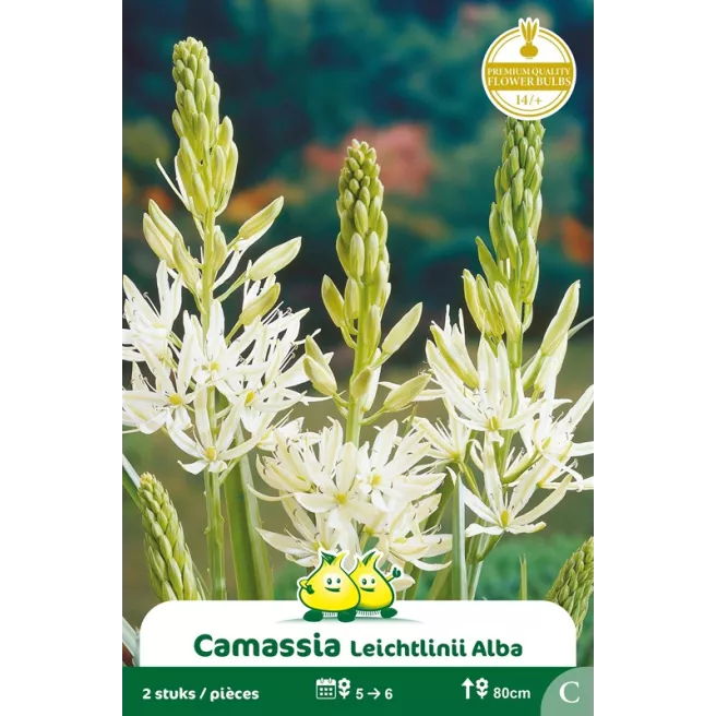 Camassia leichtlinii Blanc – 2 bulbes