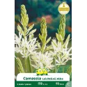 Camassia leichtlinii Blanc – 2 bulbes