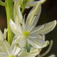 Camassia leichtlinii Blanc – 2 bulbes Camassia leichtlinii Blanc – 2 bulbes