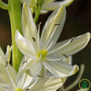 Camassia leichtlinii Blanc – 2 bulbes