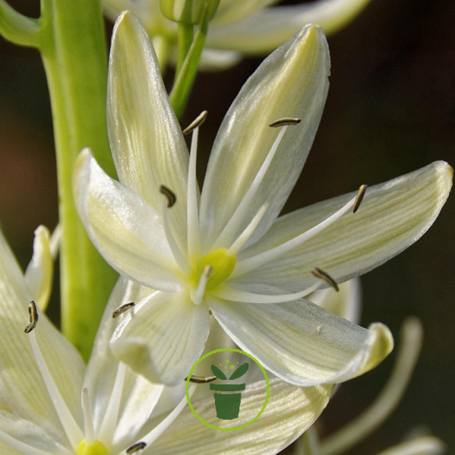 Camassia leichtlinii Blanc – 2 bulbes Camassia leichtlinii Blanc – 2 bulbes