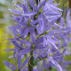 Camassia bleu - Bulbes