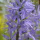 Camassia bleu - Bulbes