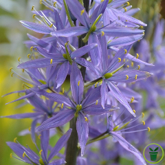 Camassia Quamash 8 bulbes