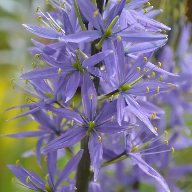 Camassia bleu - Bulbes