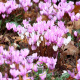 Cyclamen de Naples– 1 bulbe