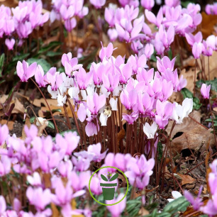 Cyclamen de Naples– 1 bulbe