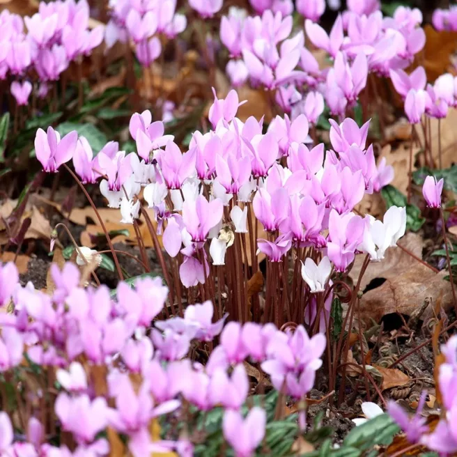 Cyclamen de Naples– 1 bulbe