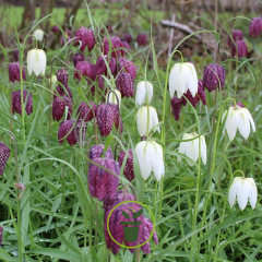 Fritillaire Meleagris – 8 bulbes