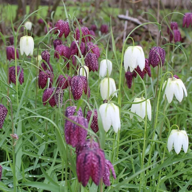 Fritillaire Meleagris – 8 bulbes