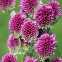 Allium sphaerocephalon – 10 bulbes