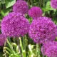 Allium Purple Sensation – Sachet de 4 bulbes