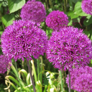 Allium Purple Sensation – Sachet de 4 bulbes