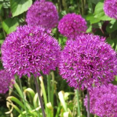 Allium Purple Sensation – Sachet de 4 bulbes