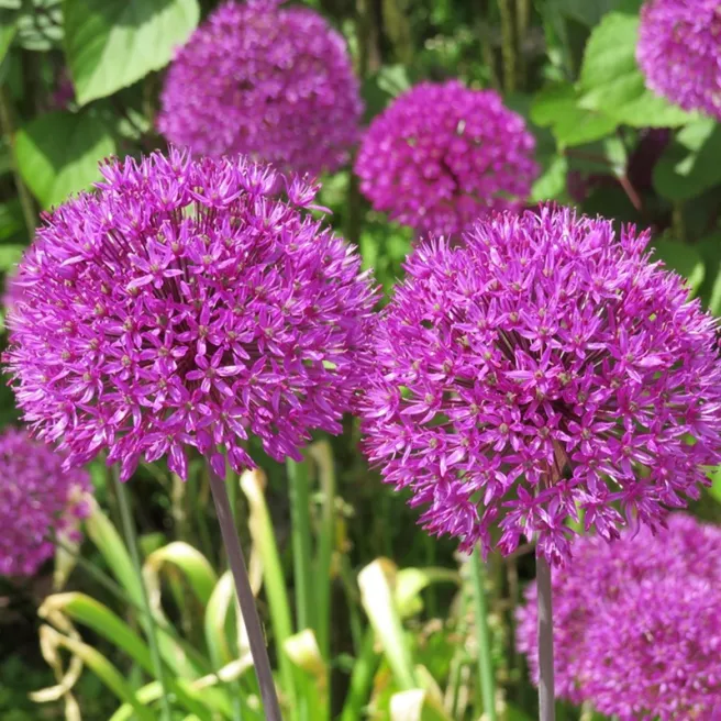 Allium Purple Sensation – Sachet de 4 bulbes